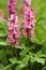 Healing Corydalis cava