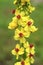 Healing dark mullein flower blooming