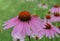 Healing Echinacea plant in the garden . Echinacea flower at summer evening, Relaxing atmosphere.