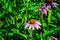 Healing flowers Echinacea by the countryside and bumblebee.