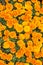 Healing herbs. Blooming texture. Beautiful orange red marigold flowers leaves background pattern. Marigold flowers