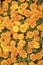 Healing herbs. Blooming texture. Beautiful orange red marigold flowers leaves background pattern. Marigold flowers