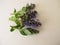 Healing herbs, flowering bugle on a wooden board