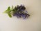 Healing herbs, flowering bugle on a wooden board