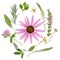 Healing herbs. Medicinal plants and flowers bouquet of echinacea, clover, yarrow, hyssop, sage, alfalfa, lavender, lemon balm