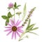 Healing herbs on a white background. Medicinal plants and flowers bouquet of echinacea, clover, yarrow, hyssop, sage