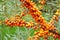 Healing Hippophae rhamnoides