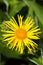 Healing Inula helenium