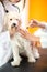 Healing Maltese dog with injection in vet ambulant