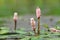 Healing Persicaria amphibia