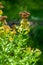 Healing plant Rhodiola rosea after flowering