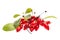 Healing plants: Barberry Berberis vulgaris, red berries and leaves on white background