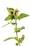 Healing plants: Black Henbane Hyoscyamus niger - isolated on white background