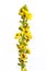 Healing plants: Black Mullein Verbascum nigrum - blossom on white background