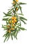 Healing plants: branch of buckthorn Hippophae rhamnoides with orange berries on white background
