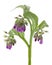 Healing plants: Comfrey Symphytum officinale L. detail against a white background