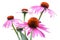 Healing plants: Coneflower Echinacea purpurea isolated on white background