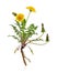 Healing plants: Dandelion Taraxacum officinale - whole plant on white background