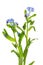 Healing plants: Forget-me-not Myosotis plant with flowers against white background