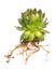 Healing plants: hoouseleek Sempervivum with roots on white background