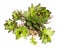 Healing plants: Houseleek Sempervivum with many stems