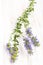 Healing plants: Hyssop Hyssopus officinalis - lying on wood