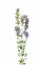 Healing plants: Hyssopus officinalis Hyssop - standing in front of white background