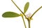 Healing plants: Mistletoe Viscum Extract of leaves and berries on white background