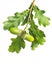 Healing plants: oak quercus twig on white background