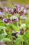 Healing Pulmonaria officinalis