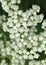 Healing wild quinine plant blooming