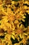 Healing yellow european goldenrod blooming