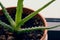 Healing young aloe flower grows in a pot