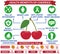 Health benefits of cherry infographic vector illustration. Health care, medical concept for education, websites.