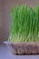 Health benefits of consuming wheatgrass