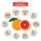 Health benefits of grapefruit info graphic, fruit vector