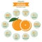 health benefits of orange info graphic, fruit vector illustration