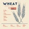 Health benefits of wheat . Nutrition facts.