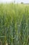 The health green ears of rye in the arable land of Lower Austria