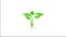 Health Green Leaf. Video Animation