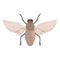 Health tsetse fly icon cartoon vector. Africa insect
