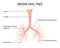 Healthcare and Medical education drawing chart of Human Bronchial Tree of Lungs for Science Biology study