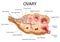 Healthcare and Medical education drawing chart of Human Female Ovary showing Follicle development stage and Ovulation