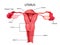 Healthcare and Medical education drawing chart of Human Female Uterus part of Reproductive System for Science Biology