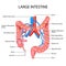 Healthcare and Medical education drawing chart of Human Large Intestine of Digestive System for Science Biology study