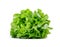 Healthful bright green lettuce, isolated on a white background. Organic, raw, fresh and tasty concept.