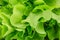 Healthful bright green lettuce used as a background. Organic, raw, fresh and tasty concept. Healthy lifestyle.