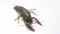 Healthy and active fresh river crayfish move on a white background.