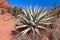 Healthy Aloe Plant near Sedona, AZ