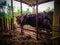 Healthy Balinese Cattle In The Cage In Agricultural Area At The Village